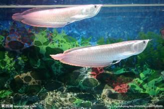 銀龍魚缸需要養清道夫嗎（銀龍魚缸是否需要養清道夫） 銀龍魚缸需要養清道夫嗎（銀龍魚缸是否需要養清道夫） 龍魚百科 第1張