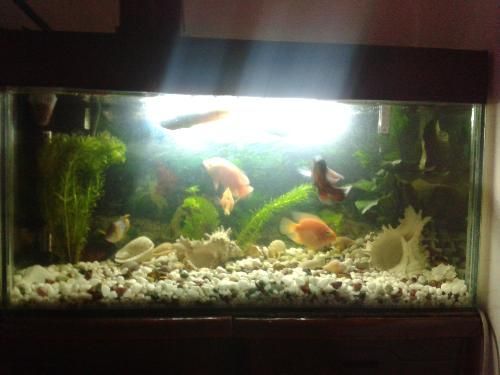 銀龍魚缸需要養清道夫嗎（銀龍魚缸是否需要養清道夫） 銀龍魚缸需要養清道夫嗎（銀龍魚缸是否需要養清道夫） 龍魚百科 第2張