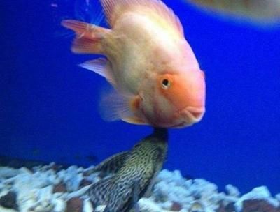 銀龍魚缸需要養清道夫嗎（銀龍魚缸是否需要養清道夫） 銀龍魚缸需要養清道夫嗎（銀龍魚缸是否需要養清道夫） 龍魚百科 第4張
