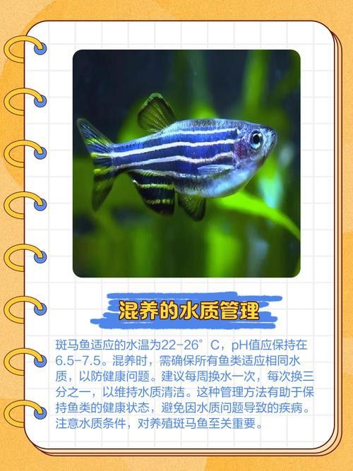 斑馬鴨嘴和龍魚混養嗎圖片