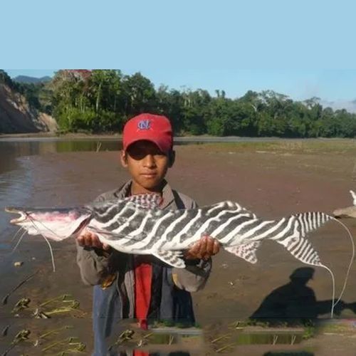 斑馬鴨嘴和龍魚混養嗎圖片