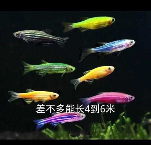 斑馬鴨嘴和龍魚混養嗎圖片