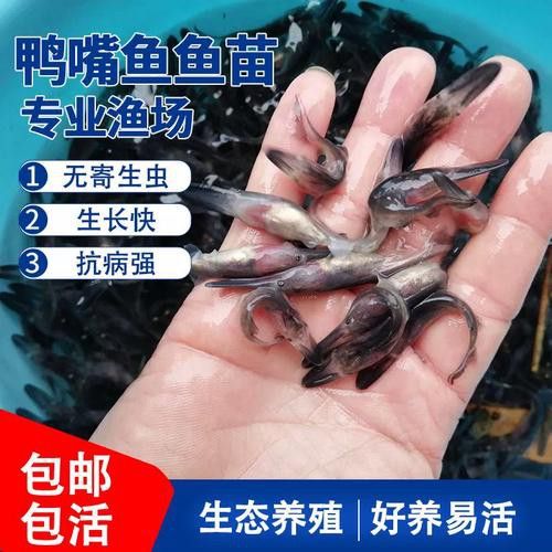 斑馬鴨嘴和龍魚混養嗎圖片