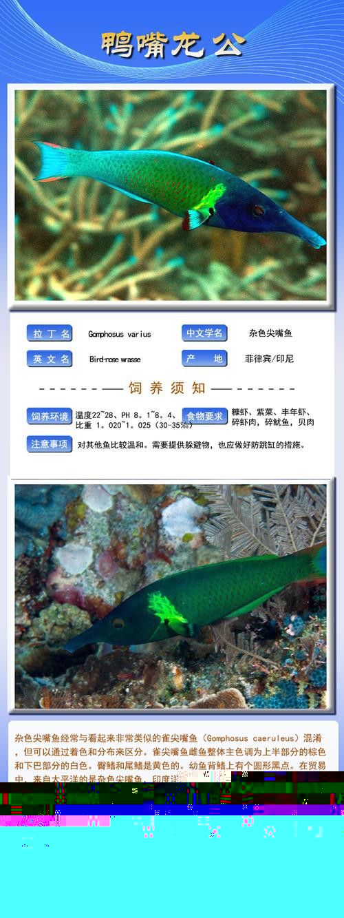 斑馬鴨嘴和龍魚混養嗎圖片