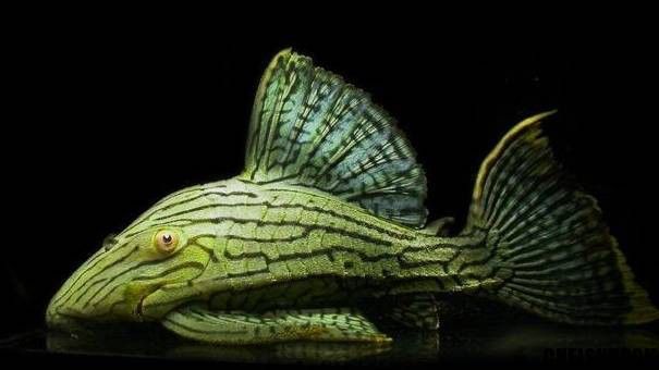 斑馬鴨嘴和龍魚混養嗎圖片
