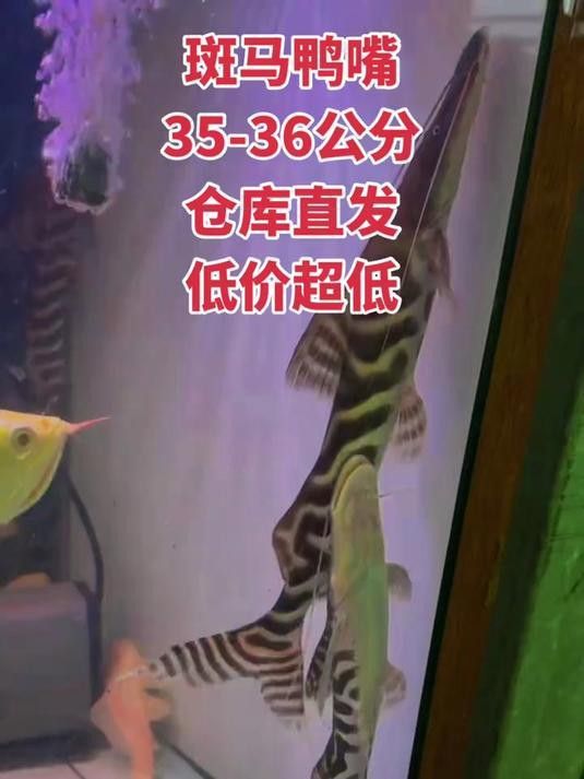 斑馬鴨嘴和龍魚混養嗎圖片