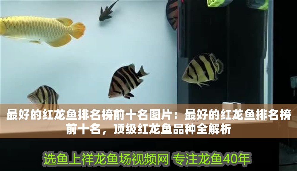 最好的紅龍魚(yú)排名榜前十名圖片：最好的紅龍魚(yú)排名榜前十名，頂級(jí)紅龍魚(yú)品種全解析