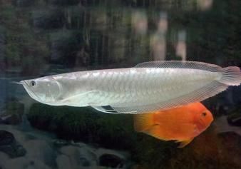 銀龍魚兜嘴（銀龍魚兜嘴是一種常見的疾病主要表現為魚嘴部位的腫脹和變形）
