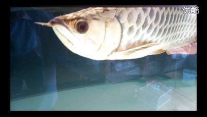 金龍魚頭上起包 金龍魚頭上起包 龍魚百科 第2張