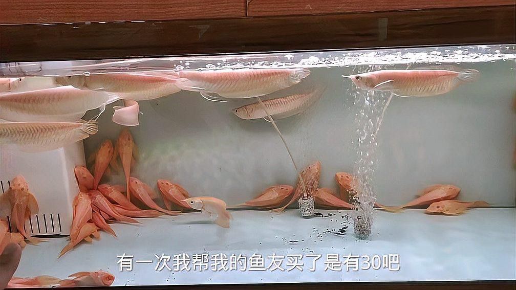 如何選擇適合混養(yǎng)的銀龍魚品種？