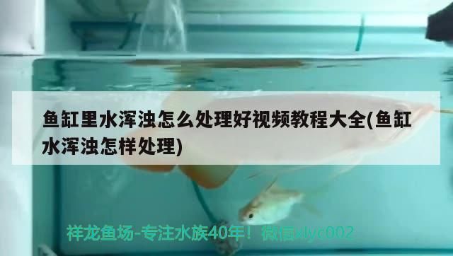魚缸里水渾濁怎么處理好視頻教程大全(魚缸水渾濁怎樣處理)