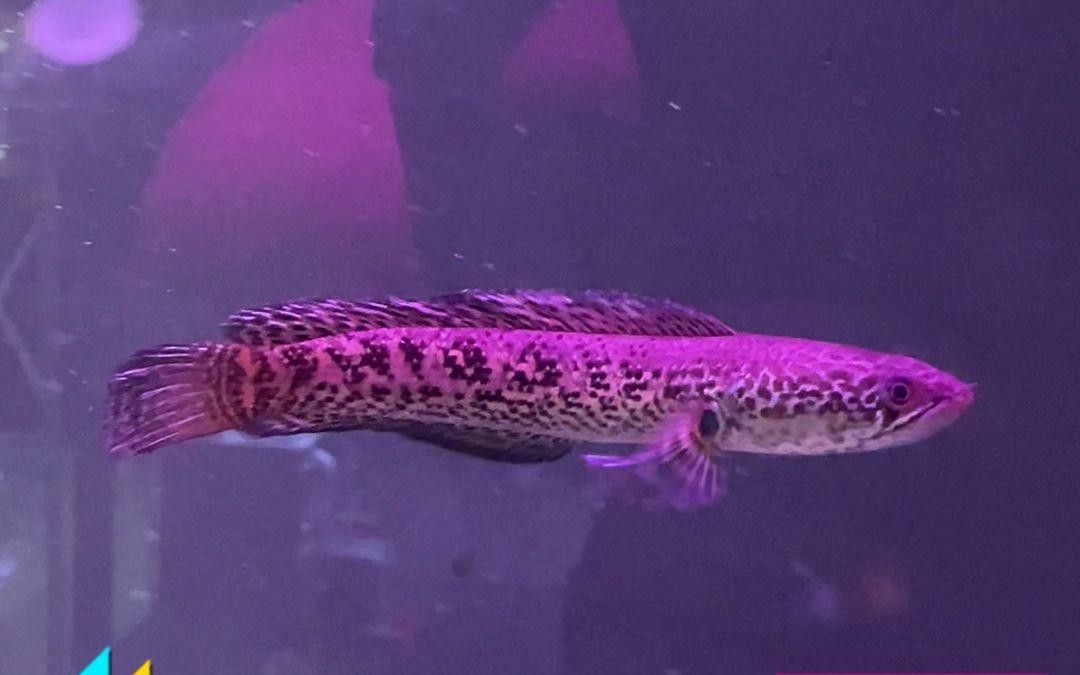 龍魚缸需要開多大的缸蓋？
