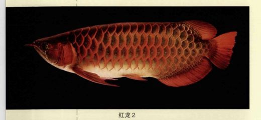 龍魚類別，龍魚的種類及種類介紹