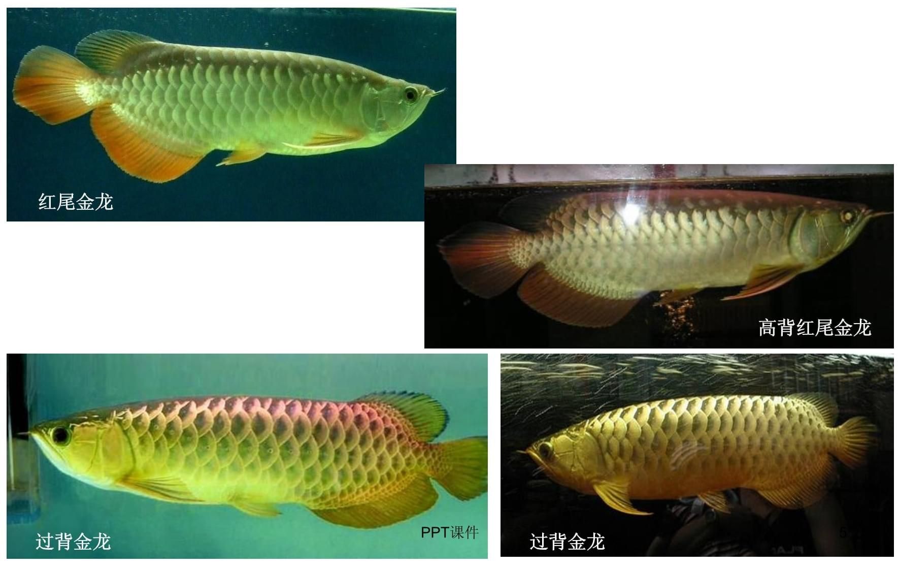 龍魚類別，龍魚的種類及種類介紹