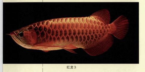 龍魚類別，龍魚的種類及種類介紹