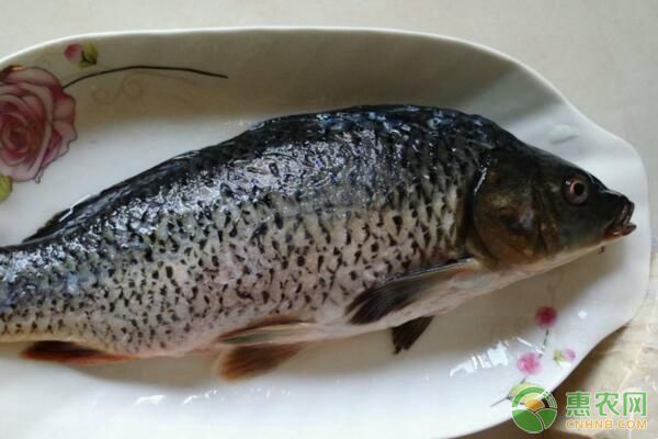 龍鳳鯉魚常見疾病及防治方法：龍鳳鯉魚常見疾病及其防治
