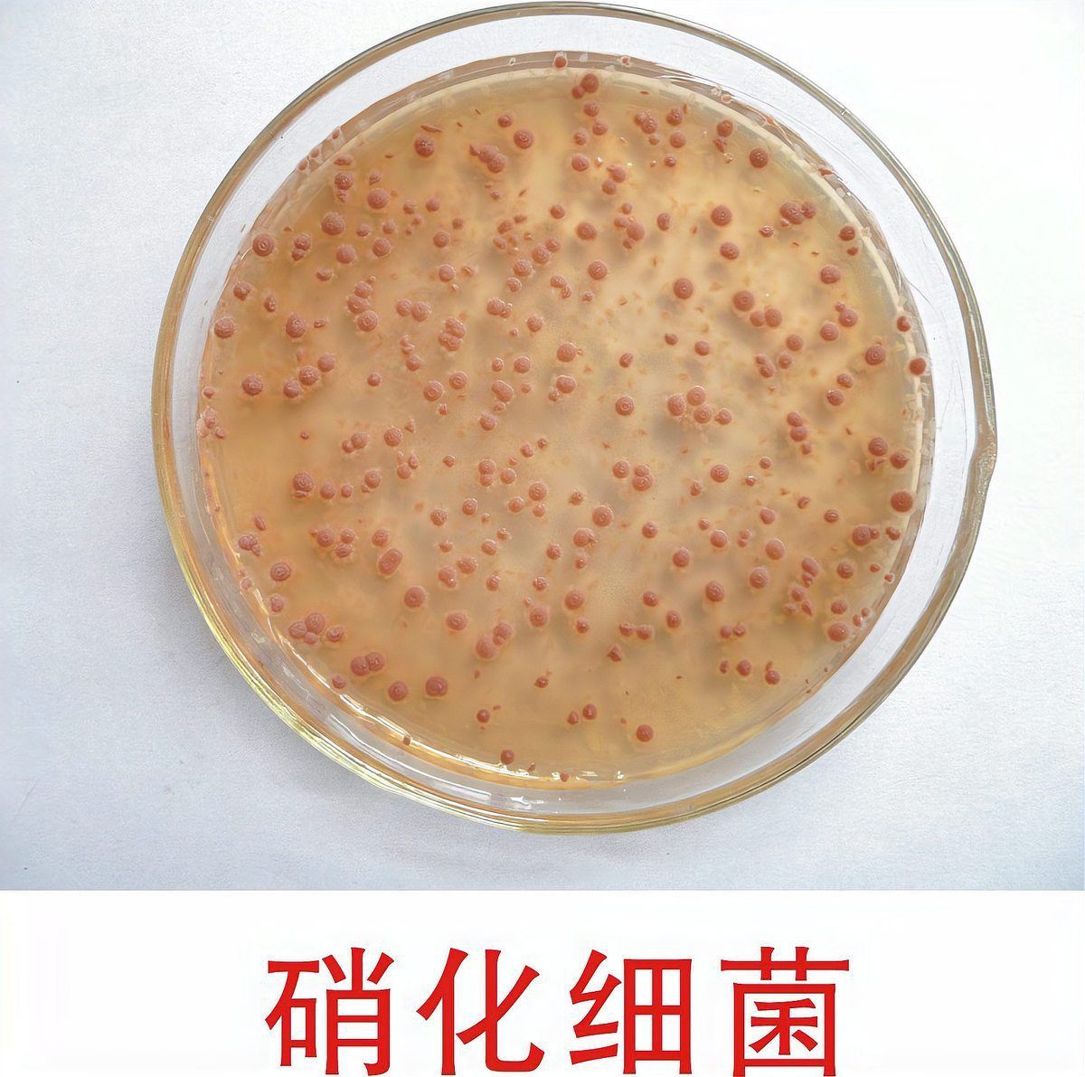 裸缸會產生硝化細菌嗎