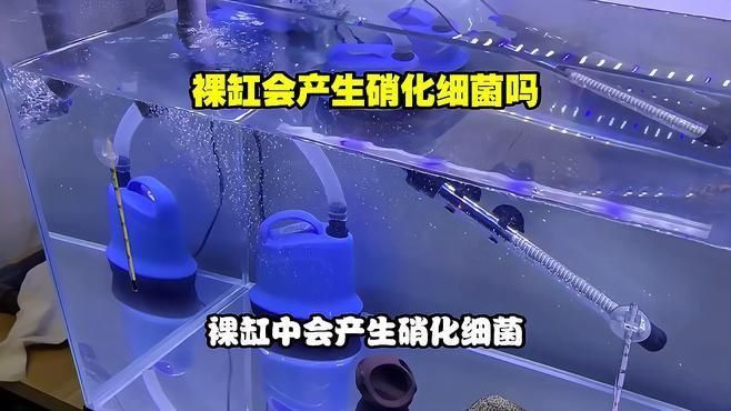 裸缸會產生硝化細菌嗎