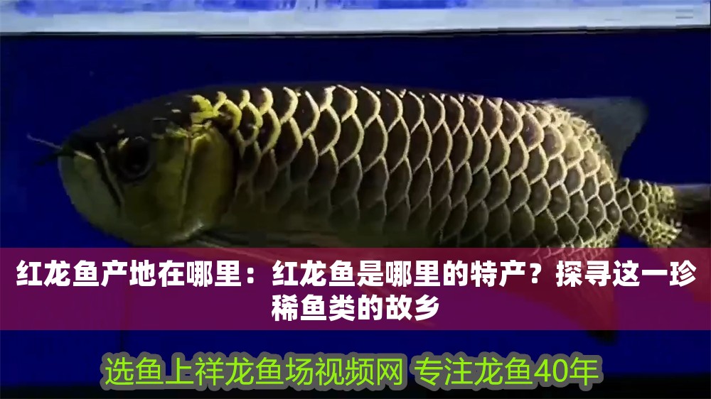 紅龍魚產(chǎn)地在哪里：紅龍魚是哪里的特產(chǎn)？探尋這一珍稀魚類的故鄉(xiāng)