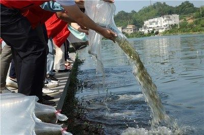 紅龍魚產(chǎn)地在哪里：紅龍魚是哪里的特產(chǎn)？探尋這一珍稀魚類的故鄉(xiāng)