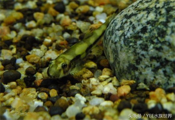 申古銀版魚混養水質管理技巧：申古銀版魚混養注意事項和水質管理技巧