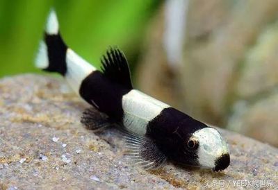 申古銀版魚混養水質管理技巧：申古銀版魚混養注意事項和水質管理技巧
