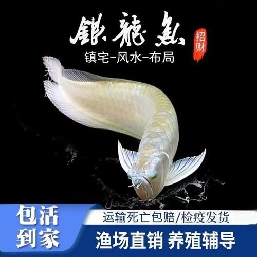 銀龍魚和發(fā)財(cái)魚能混養(yǎng)嗎圖片