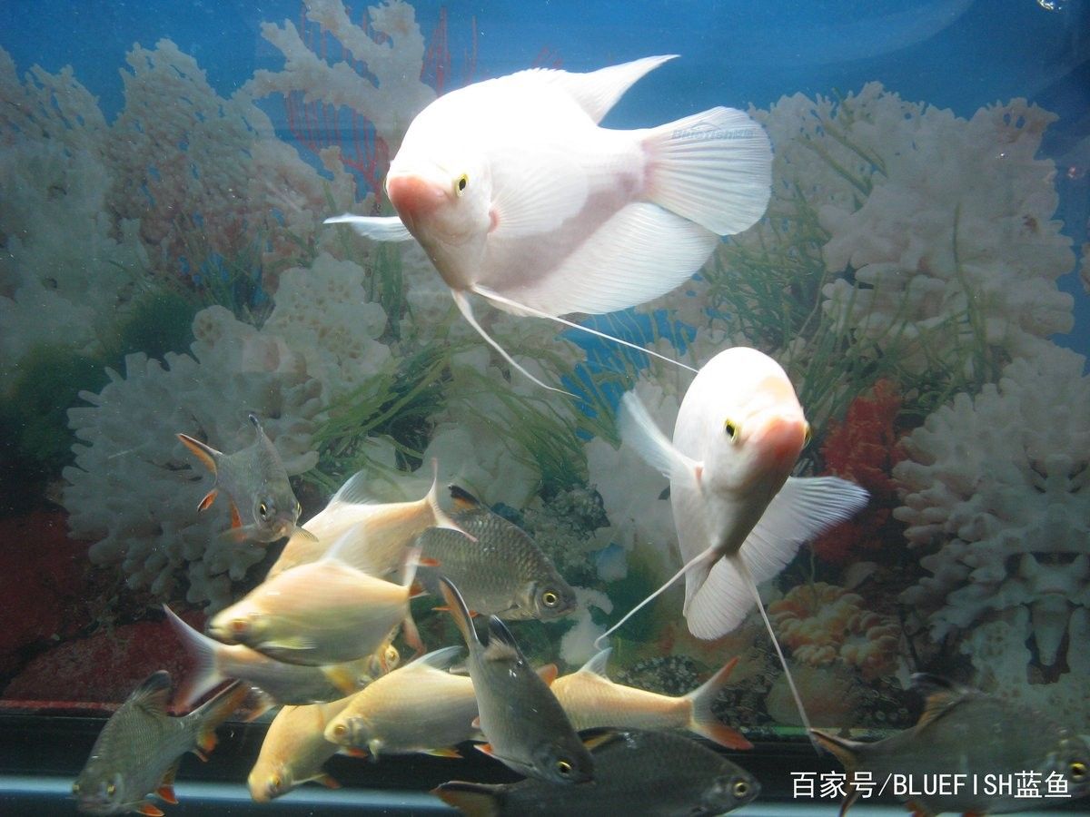 銀龍魚和發(fā)財(cái)魚能混養(yǎng)嗎圖片