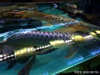 龍魚跟龍魚打架怎么辦，如何判斷龍魚打架的嚴(yán)重程度