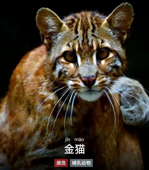 金貓圖片100張