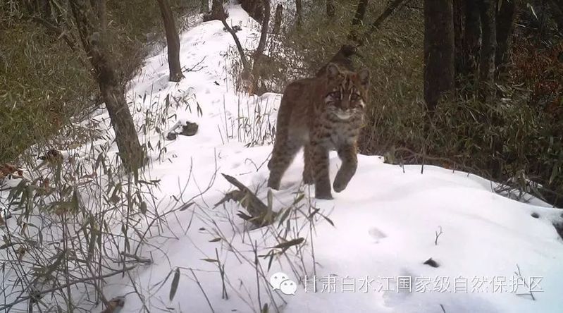 金貓圖片100張