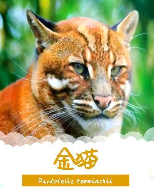 金貓圖片100張
