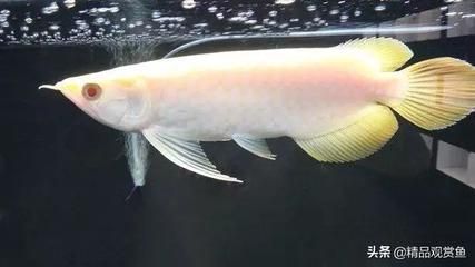 紅龍魚飼養(yǎng)方法和技巧大全圖解（紅龍魚飼養(yǎng)方法和技巧大全圖解視頻）
