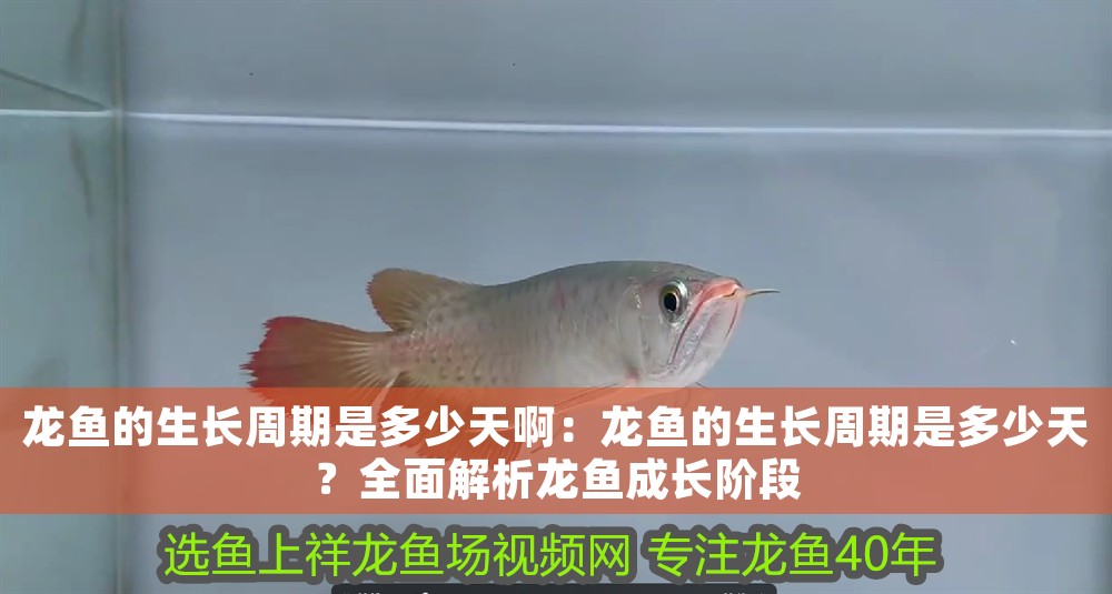 龍魚的生長周期是多少天啊：龍魚的生長周期是多少天？全面解析龍魚成長階段
