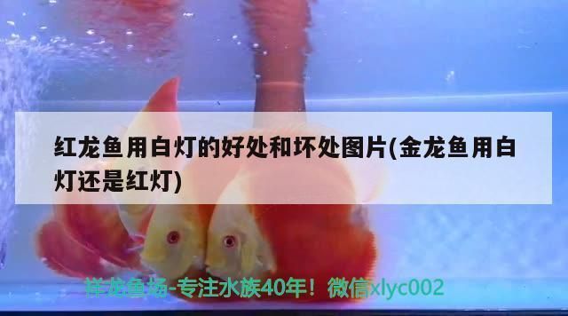 龍魚的生長周期是多少天啊：龍魚的生長周期是多少天？全面解析龍魚成長階段 龍魚的生長周期是多少天啊：龍魚的生長周期是多少天？全面解析龍魚成長階段 龍魚百科 第2張