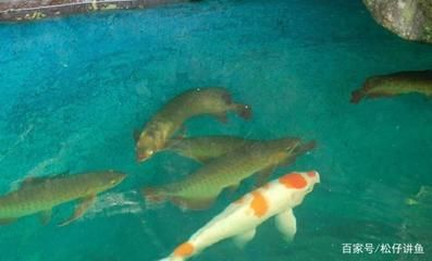 龍魚吃錦鯉視頻教程：龍魚與錦鯉混養(yǎng)的成功案例 龍魚吃錦鯉視頻教程：龍魚與錦鯉混養(yǎng)的成功案例 龍魚百科 第1張