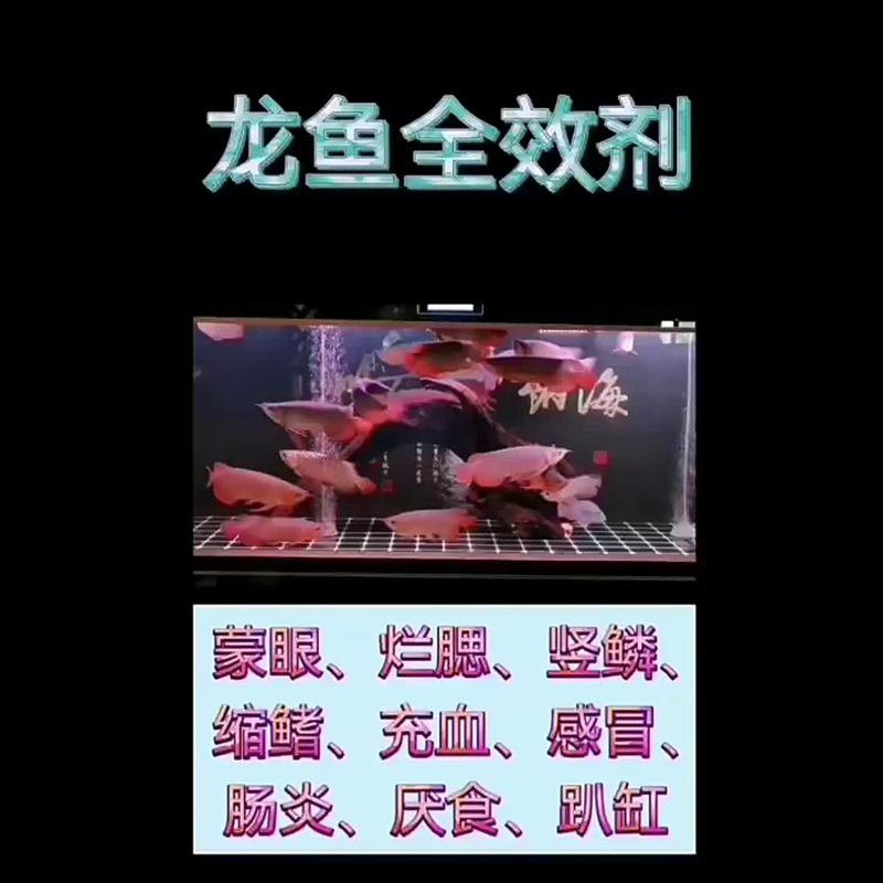 紅龍魚爛尾用什么藥