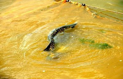 龍魚的魚鱗掉了一片還會自己長出來嗎？：龍魚的魚鱗掉一片后，魚鱗還能長回來嗎