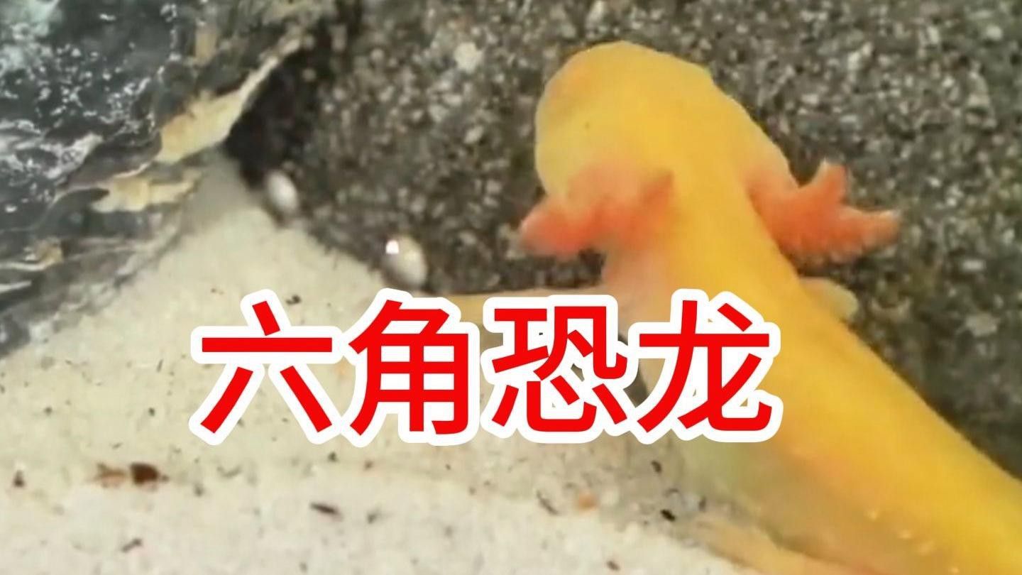 如何設置六角恐龍魚的洞穴？