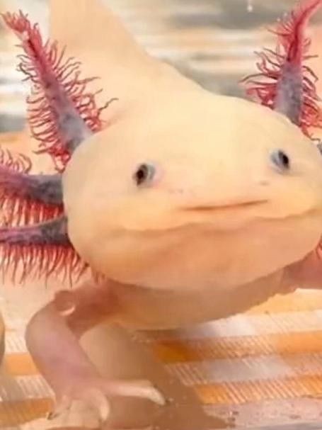 如何設置六角恐龍魚的洞穴？