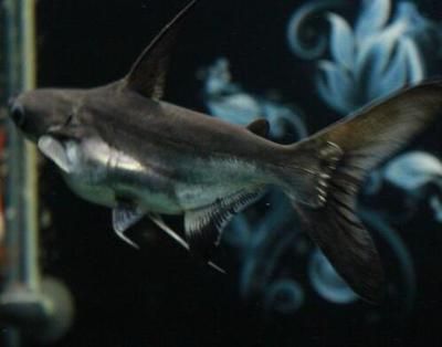 巨骨舌魚和龍魚混養能活嗎多少天：巨骨舌魚和龍魚混養能活嗎 巨骨舌魚和龍魚混養能活嗎多少天：巨骨舌魚和龍魚混養能活嗎 龍魚百科 第1張