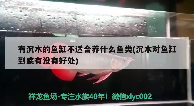 如何判斷沉木是否適合特定魚類：如何判斷沉木是否適合特定魚類養(yǎng)殖環(huán)境需要考慮多個因素