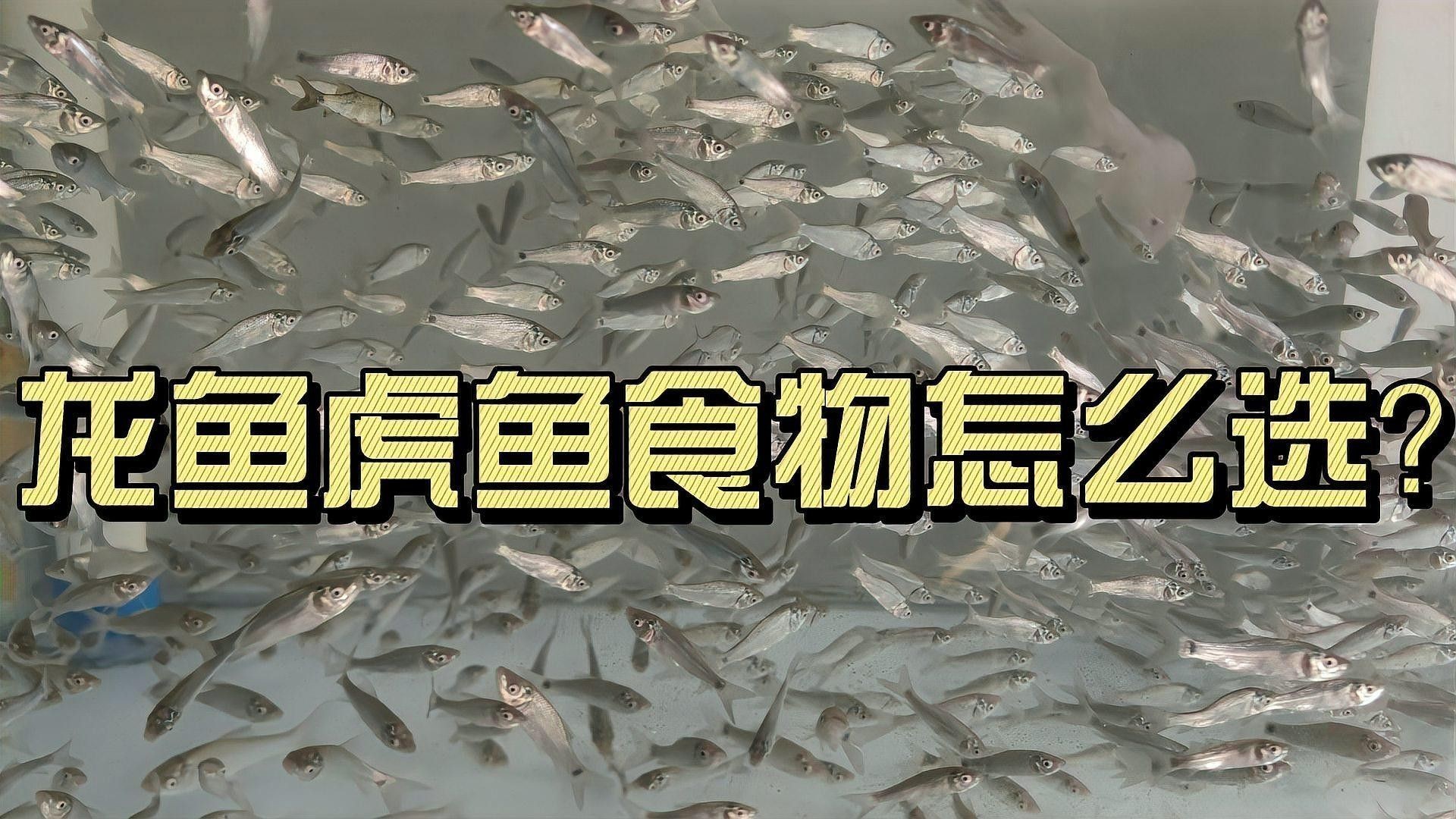 龍魚和虎魚混養(yǎng)需要哪些飼料？