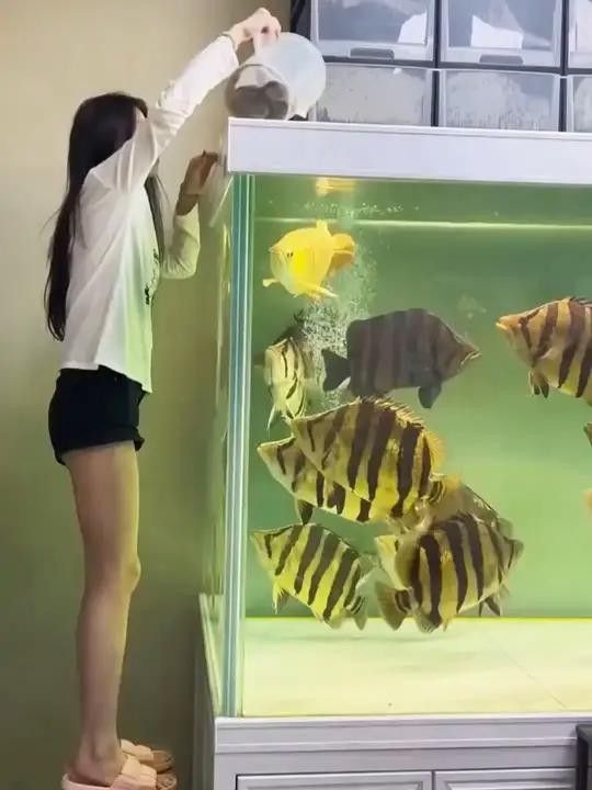 龍魚和虎魚混養(yǎng)需要哪些飼料？