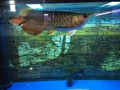 金龍魚養幾條金龍魚的飼養數量和飼養數量和風水講究：金龍魚一般養幾條金魚為宣