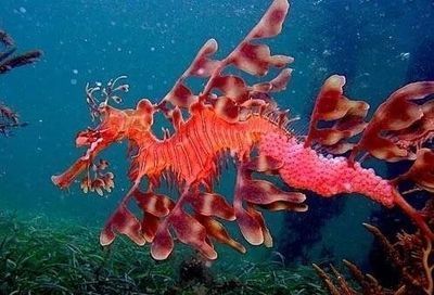 海里紅色的魚像龍一樣：在海洋生物中，有些魚類可能會讓人聯想到龍的形象