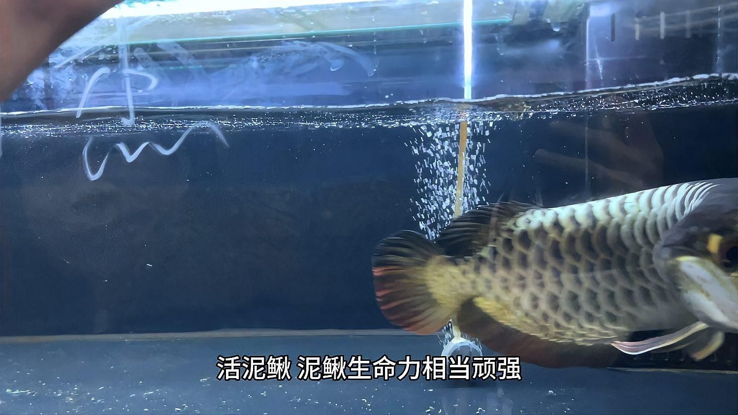 大麥蟲對龍魚消化有何影響（養魚老道，大麥蟲與面包蟲的營養價值及飼養技巧） 大麥蟲對龍魚消化有何影響（養魚老道，大麥蟲與面包蟲的營養價值及飼養技巧） 龍魚百科 第1張