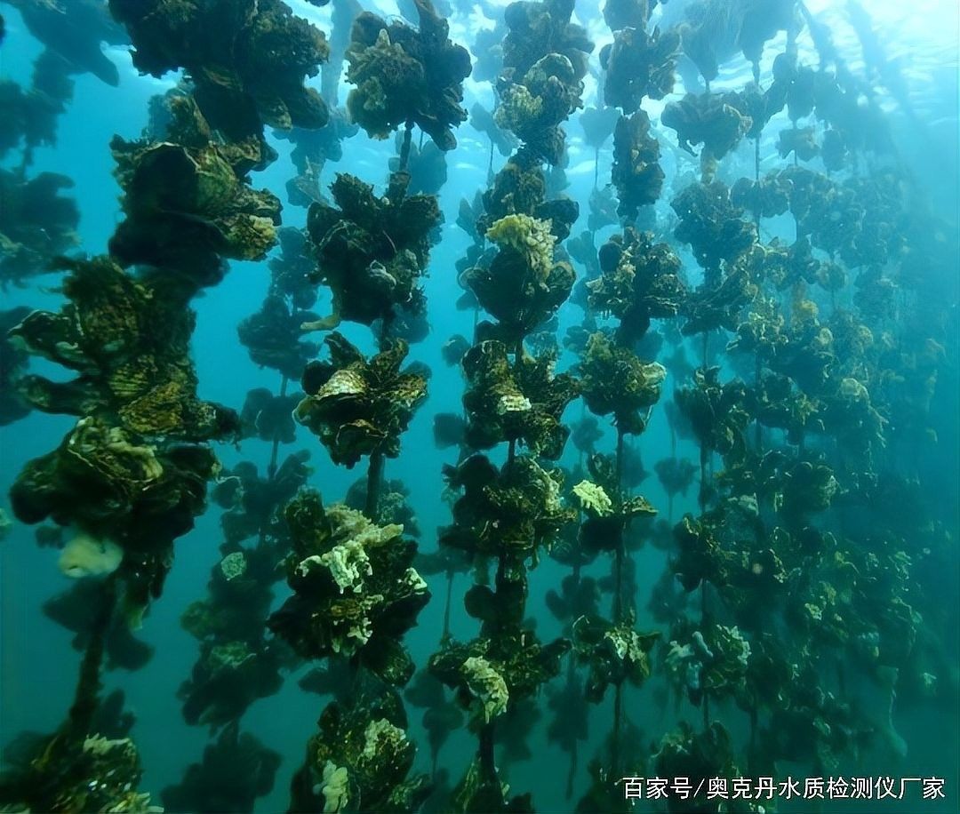 龍魚卵如何保存和運輸（龍魚卵的保存和運輸需要注意溫度、濕度、氧氣等環境因素） 龍魚卵如何保存和運輸（龍魚卵的保存和運輸需要注意溫度、濕度、氧氣等環境因素） 龍魚百科 第5張