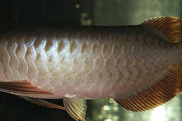 如何判斷金龍魚馬蹄印的純度？（判斷金龍魚馬蹄印的純度需結合鱗片特征、生長表現及血統關聯性綜合分析） 如何判斷金龍魚馬蹄印的純度？（判斷金龍魚馬蹄印的純度需結合鱗片特征、生長表現及血統關聯性綜合分析） 龍魚百科 第14張