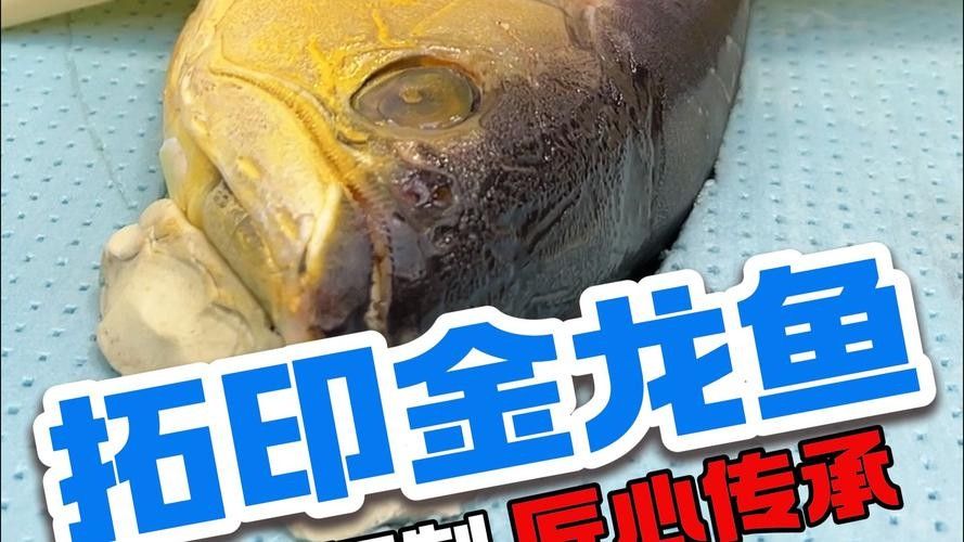 如何判斷金龍魚馬蹄印的純度?(判斷金龍魚馬蹄印的純度需結合鱗片特征、生長表現及血統關聯性綜合分析) 龍魚百科 第6張 如何判斷金龍魚馬蹄印的純度?(判斷金龍魚馬蹄印的純度需結合鱗片特征、生長表現及血統關聯性綜合分析) 如何判斷金龍魚馬蹄印的純度?(判斷金龍魚馬蹄印的純度需結合鱗片特征、生長表現及血統關聯性綜合分析) 龍魚百科 第6張